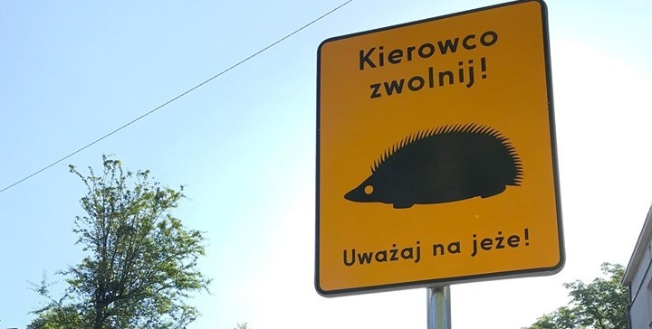 Miasto apeluje: uważajcie na jeże. I podrzuca kilka rad