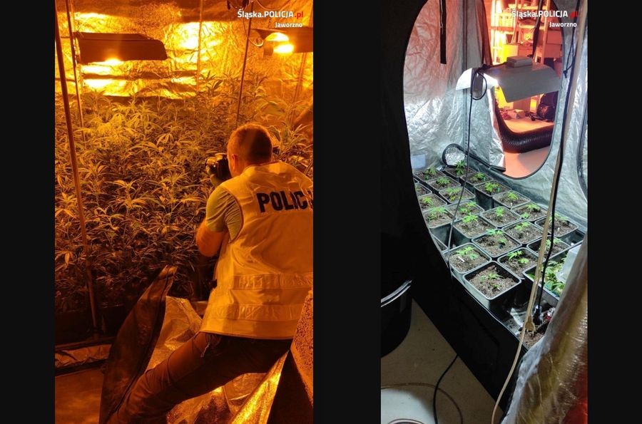 Kryminalni Zlikwidowali Narkotykową Plantację