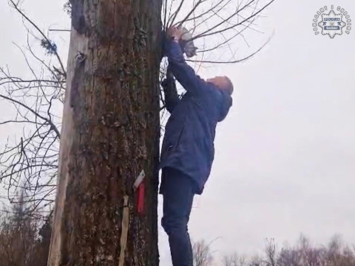 Policjant wspiął się po drzewie jak kot. Po kota
