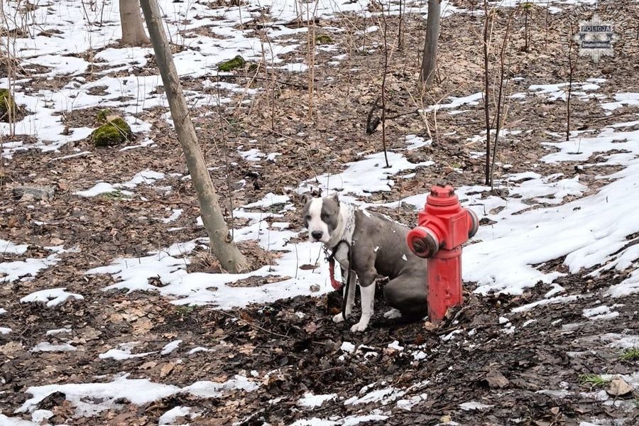 Porzucił psa przywiązujac do hydrantu