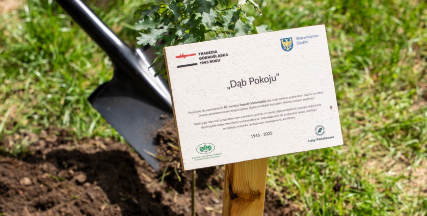 Dąb Pokoju Posadzono W Zabrzu. Przypomni O Ofiarach Tragedii Górnośląskiej