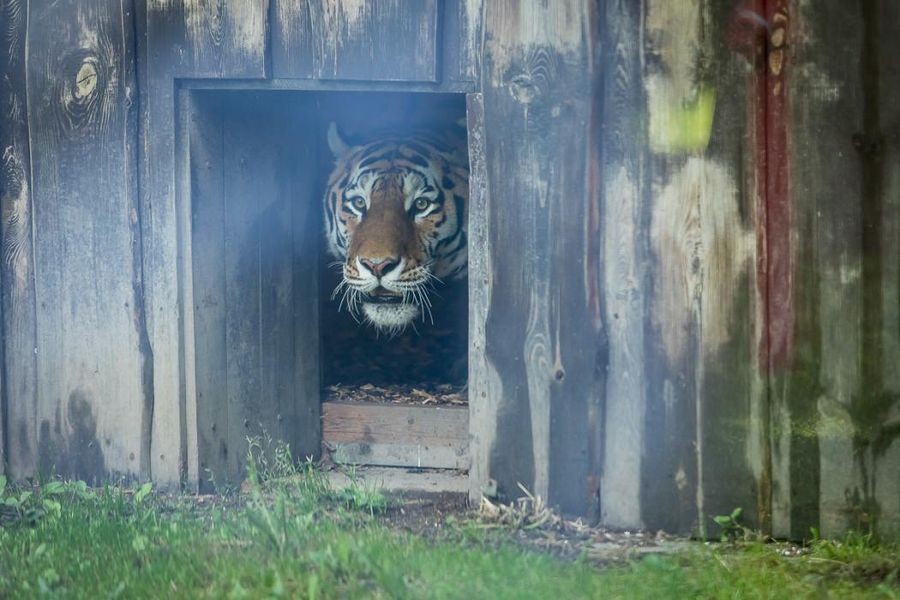 Nowy Drapieżnik W Chorzowskim Zoo - To Przedstawiciel Zagrożonego Gatunku [Zdjęcia]