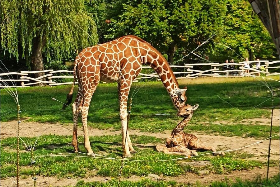 Kolejne Narodziny W Śląskim Ogrodzie Zoologicznym