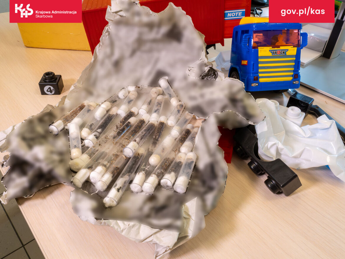 Tysiące mrówek w Pyrzowicach. Służby odkryły nietypowych pasażerów w przesyłkach. Fot. KAS