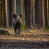 Dziki w Tychach: jest reakcja władz miasta