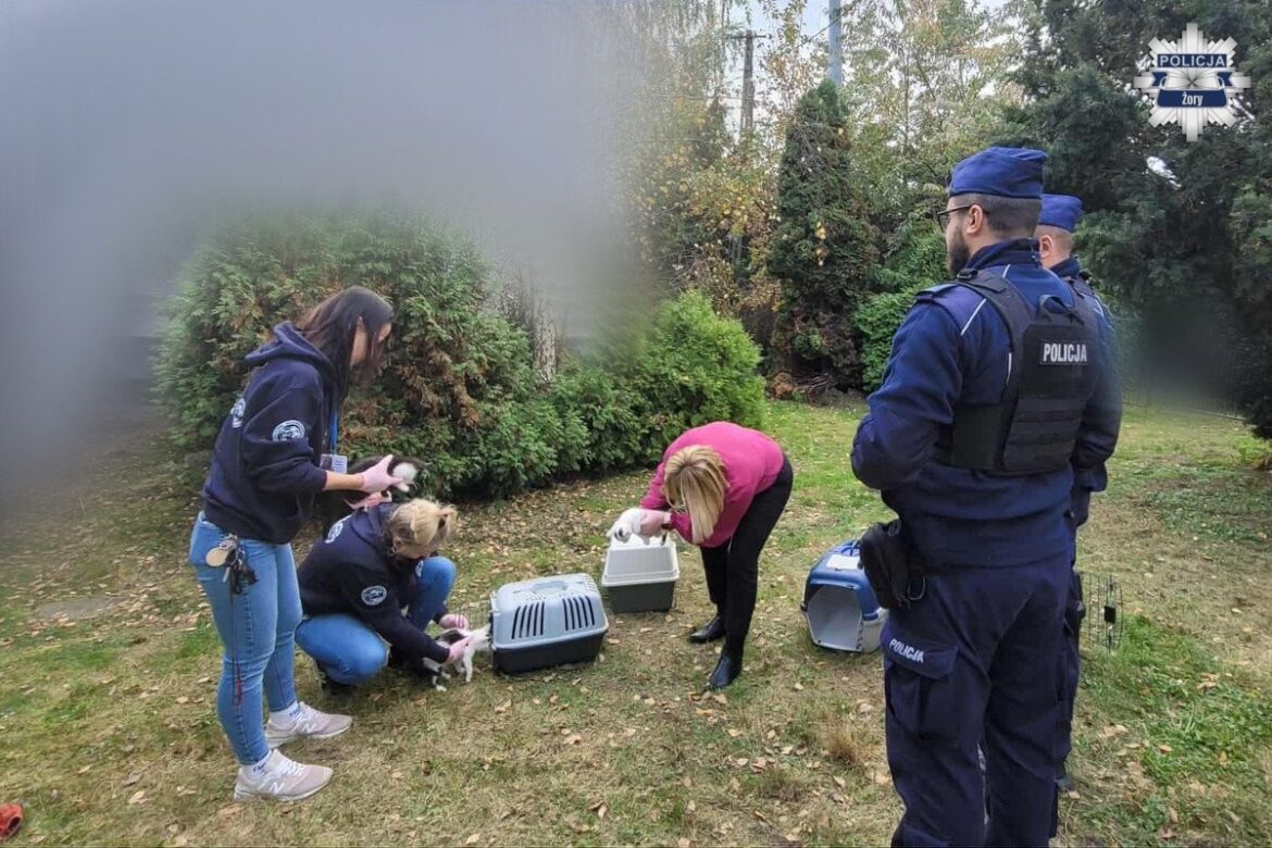 Zaniedbane koty w Żorach zostały zabezpieczone przez Pet Patrol Rybnik, przy wsparciu policji i samorządu.