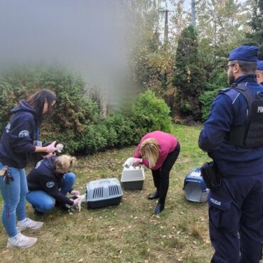 Zaniedbane koty w Żorach zostały zabezpieczone przez Pet Patrol Rybnik, przy wsparciu policji i samorządu.
