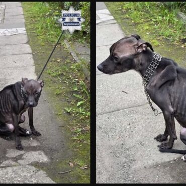 Nawet 5 lat więzienia grozi kobiecie, która doprowadziła psa do śmierci. 39-latka nie szukała jednak  pomocy w schronisku ani organizacjach zajmujących się opieką nad zwierzętami. Przywiązała psa do ogrodzenia, licząc, że ktoś go znajdzie. Skrajnie wychudzone zwierzę za późno trafiło pod opiekę specjalistów i nie przeżyło.