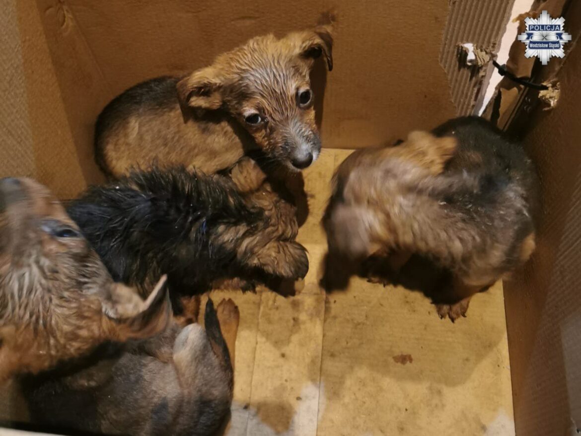 Mężczyzna i wezwani policjanci uratowali małe szczeniaki. Fot. KPP Wodzisław Śląski