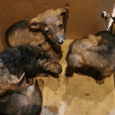 Mężczyzna i wezwani policjanci uratowali małe szczeniaki. Fot. KPP Wodzisław Śląski