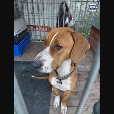 Dzielnicowi z Komisariatu Policji w Czerwionce – Leszczynach przeprowadzili interwencję w jednym z mieszkań.  W efekcie policjanci odebrali psa właścicielowi.