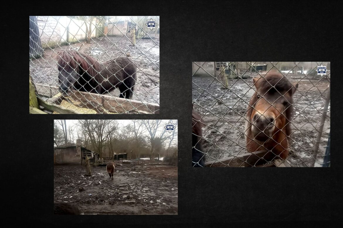Szok w Bytomiu! Kucyk i dziesiątki innych zwierząt w koszmarnych warunkach! (fot KMP Bytom)
