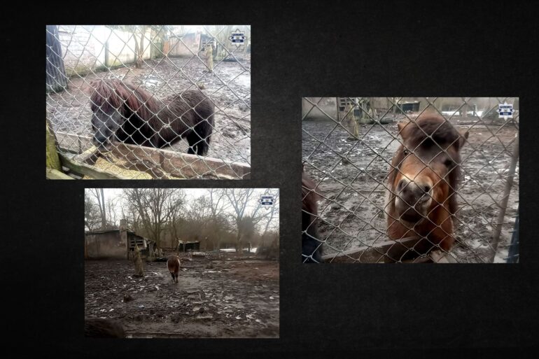 Szok w Bytomiu! Kucyk i dziesiątki innych zwierząt w koszmarnych warunkach! (fot KMP Bytom)