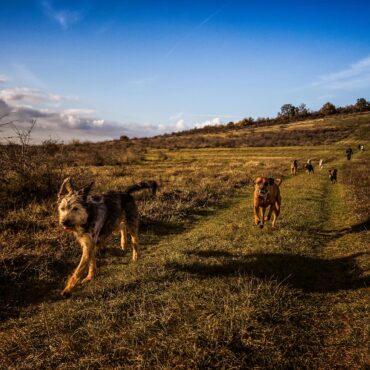 770 tysięcy - to pieniądze na opiekę nad bezdomnymi zwierzętami (fot. pexels.com)