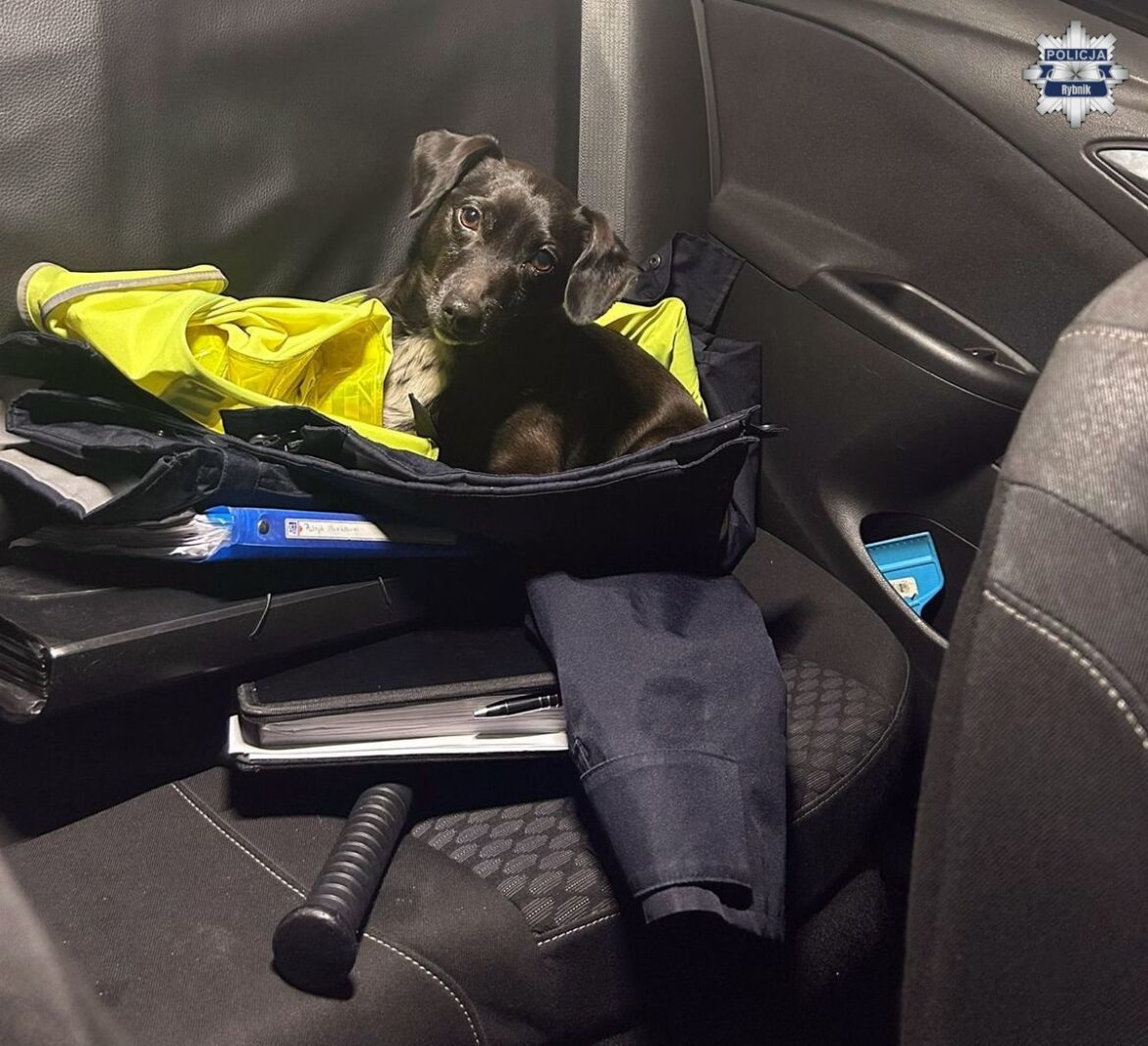 Lyski. Piesek uratowany przez policję. Błąkał się przy drodze (fot. KMP Rybnik)