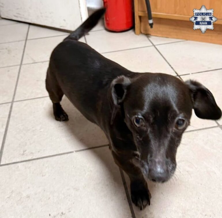 Lyski. Piesek uratowany przez policję. Błąkał się przy drodze  (fot. KMP Rybnik)