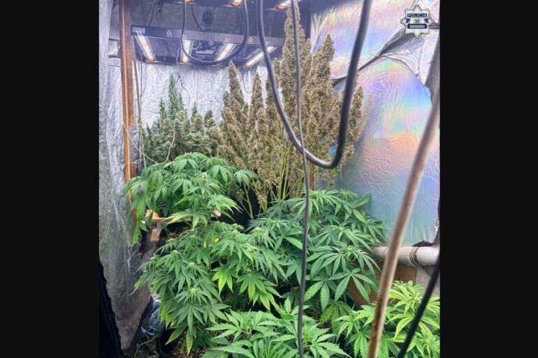 Kryminalni z Komendy Miejskiej Policji w Sosnowcu zatrzymali 36-letniego mężczyznę, który handlował wytworzonymi narkotykami. W ręce policjantów wpadły krzewy i gotowa już marihuana z domowej plantacji. Mężczyzna usłyszał już prokuratorskie zarzuty.