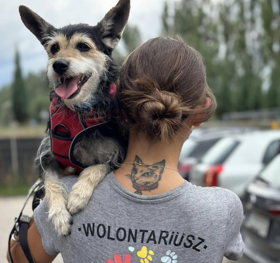 Wolontariat w schronisku dla zwierząt w Tychach. Sprawdź, kto może się zgłosić, jak wygląda rekrutacja i jak realnie pomóc psom i kotom.