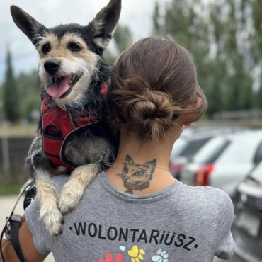 Wolontariat w schronisku dla zwierząt w Tychach. Sprawdź, kto może się zgłosić, jak wygląda rekrutacja i jak realnie pomóc psom i kotom.