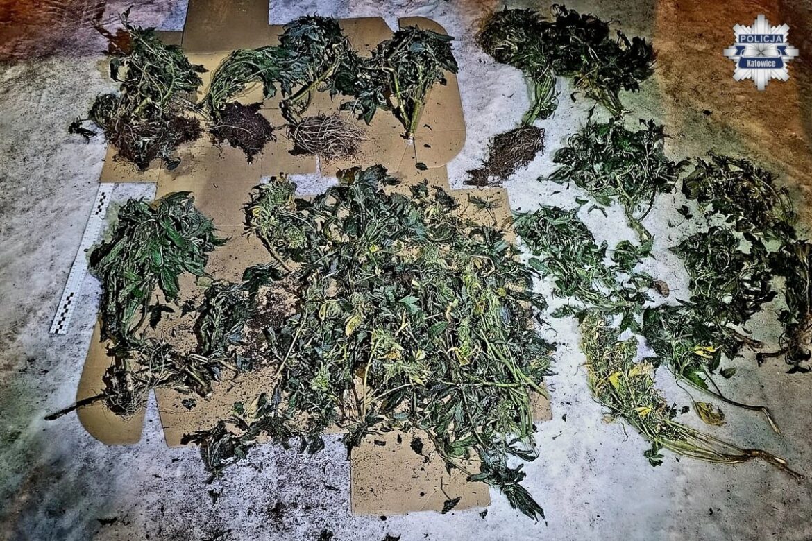 Katowice: nielegalna plantacja marihuany w garażu. Dwóch mężczyzn zatrzymanych (fot. Policja Śląska)