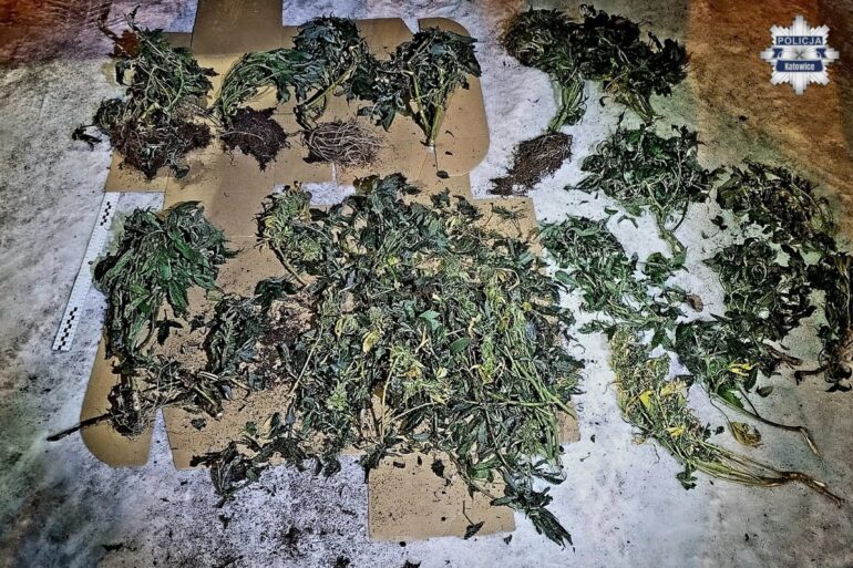 Katowice: nielegalna plantacja marihuany w garażu. Dwóch mężczyzn zatrzymanych (fot. Policja Śląska)