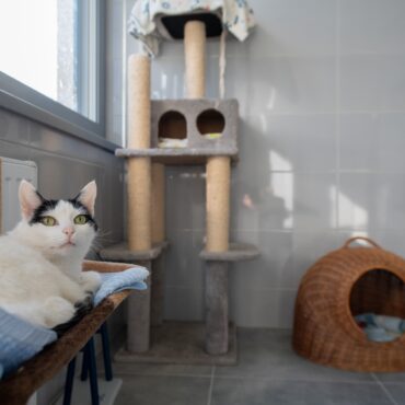 Ponad 1,69 mln zł przeznaczy miasto na opiekę nad zwierzętami w Tychach, a także na działania, które mają ograniczać ich bezdomność. W programie na 2026 rok znalazły się środki na schronisko, sterylizację i kastrację, pomoc kotom wolno żyjącym, a także całodobową opiekę weterynaryjną dla zwierząt poszkodowanych w wypadkach.