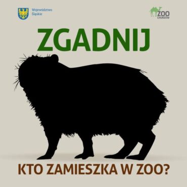 Największy i najbardziej popularny obecnie gryzoń na świecie - zamieszkał na Śląsku. Zoo w Chorzowie ma trzy kapibary.. Ponieważ dopiero poznają swój nowy dom, dlatego jeszcze przez kilka dni nie będą w pełni widoczne.
