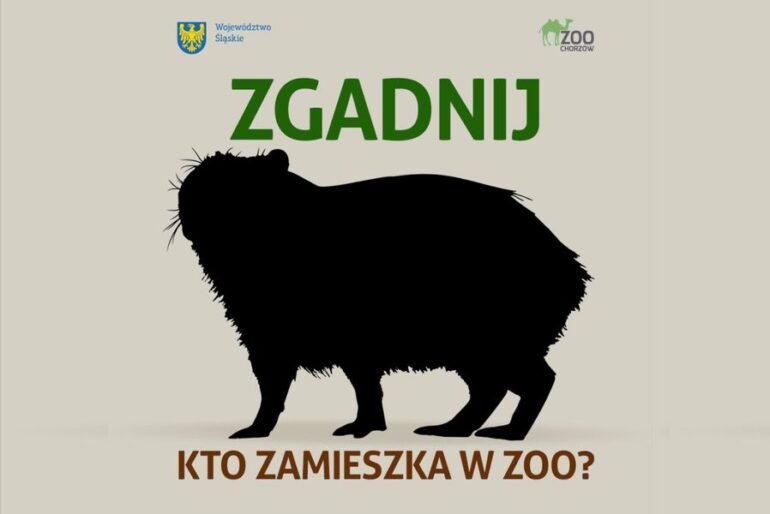 Największy i najbardziej popularny obecnie gryzoń na świecie - zamieszkał na Śląsku. Zoo w Chorzowie ma trzy kapibary.. Ponieważ dopiero poznają swój nowy dom, dlatego jeszcze przez kilka dni nie będą w pełni widoczne.