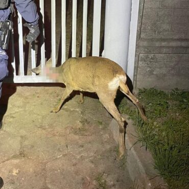 Wbiła się głową w ogrodzenie! Przerażona sarna i policyjna akcja (fot. KPP Racibórz)