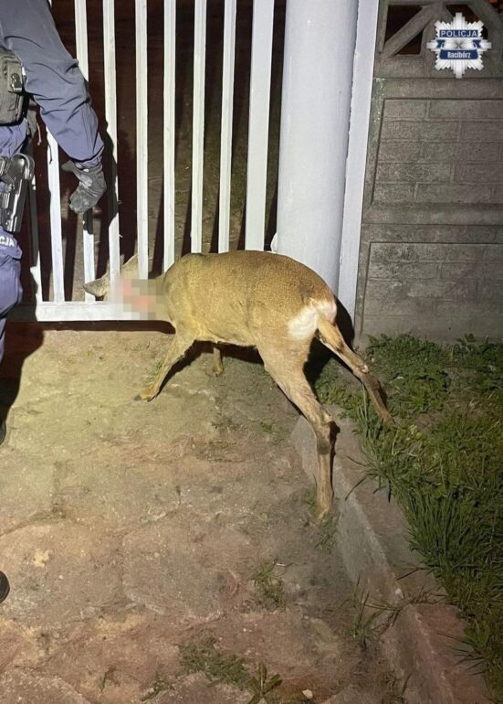 Wbiła się głową w ogrodzenie! Przerażona sarna i policyjna akcja (fot. KPP Racibórz)