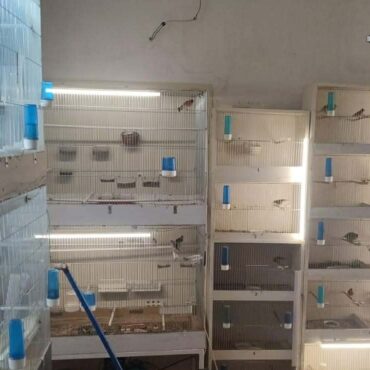 Nielegalna hodowla ptaków w pod Gliwicami – 18 chronionych gatunków w mieszkaniu. Fot. KMP Gliwice