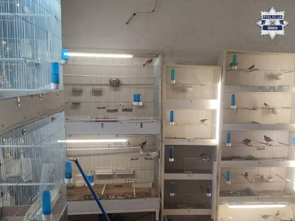 Nielegalna hodowla ptaków w pod Gliwicami – 18 chronionych gatunków w mieszkaniu. Fot. KMP Gliwice