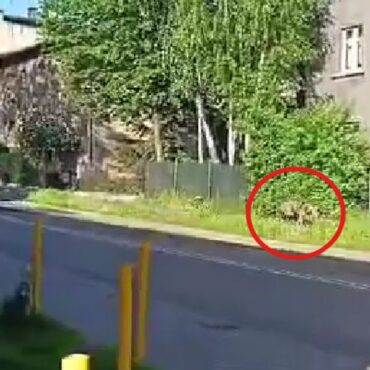 Dziki w mieście to coraz częstszy widok.  Tak jest m.in. w Zabrzu. Samorząd apeluje o zachowanie ostrożności. Jednocześnie przypomina mieszkańcom o zasadach bezpieczeństwa. 