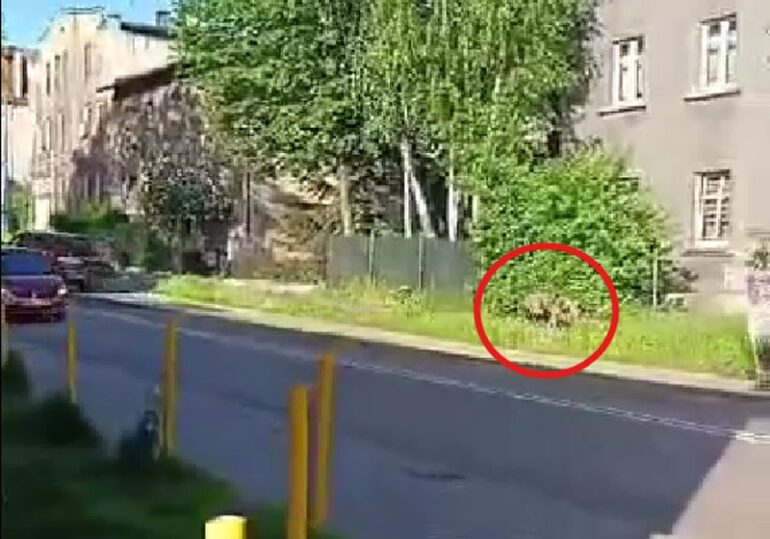 Dziki w mieście to coraz częstszy widok.  Tak jest m.in. w Zabrzu. Samorząd apeluje o zachowanie ostrożności. Jednocześnie przypomina mieszkańcom o zasadach bezpieczeństwa. 