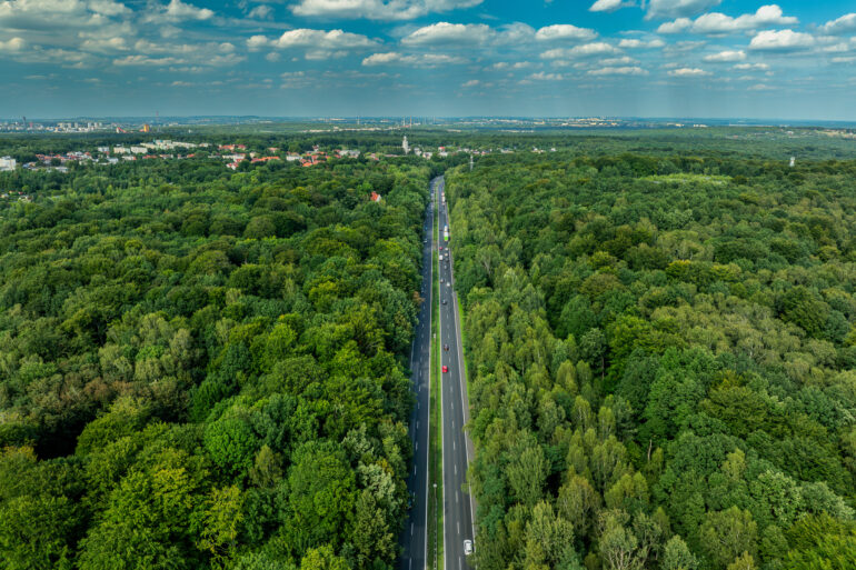 Las Murckowski to zielone płuca Katowic_fot. R. Kaźmierczak