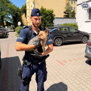 Zagubiony york uratowany podczas upału. Policjanci pomogli czworonogowi wrócić do domu. Fot. KMP Siemianowice Śląskie
