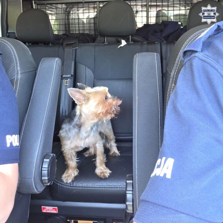 Zagubiony york uratowany podczas upału. Policjanci pomogli czworonogowi wrócić do domu. Fot. KMP Siemianowice Śląskie