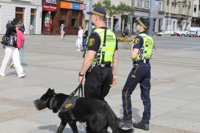 Katowice: Pies Vader patroluje Rynek. Czworonożny funkcjonariusz Straży Miejskiej na służbie. Fot. Straż Miejska Katowice