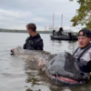 Gigant z Zalewu Rybnickiego znów złowiony! Sum ma 292 cm. „Kosmiczny dinozaur” wrócił do wody