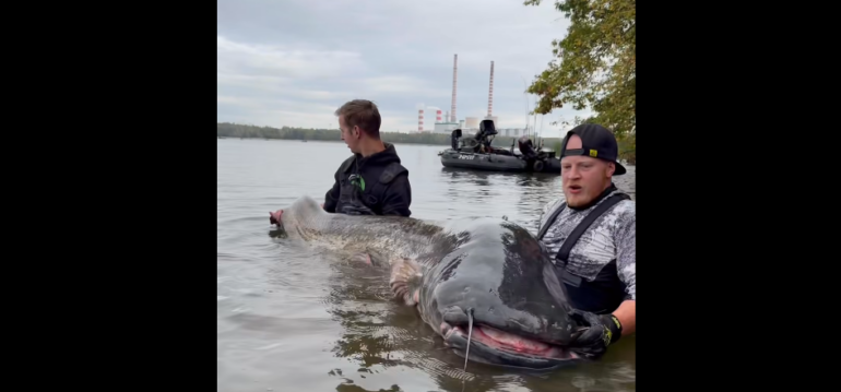 Gigant z Zalewu Rybnickiego znów złowiony! Sum ma 292 cm. „Kosmiczny dinozaur” wrócił do wody. Foto: Mikado Total Fishing
